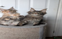 Maine Coon cats for sale: Maine coon kittens, Tica registered  - Image 28