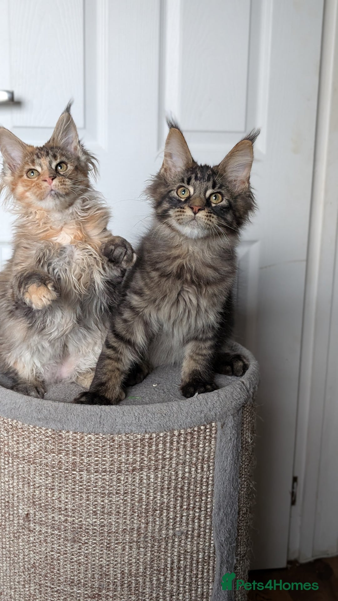 Maine Coon cats for sale: Maine coon kittens, Tica registered  - Image 28
