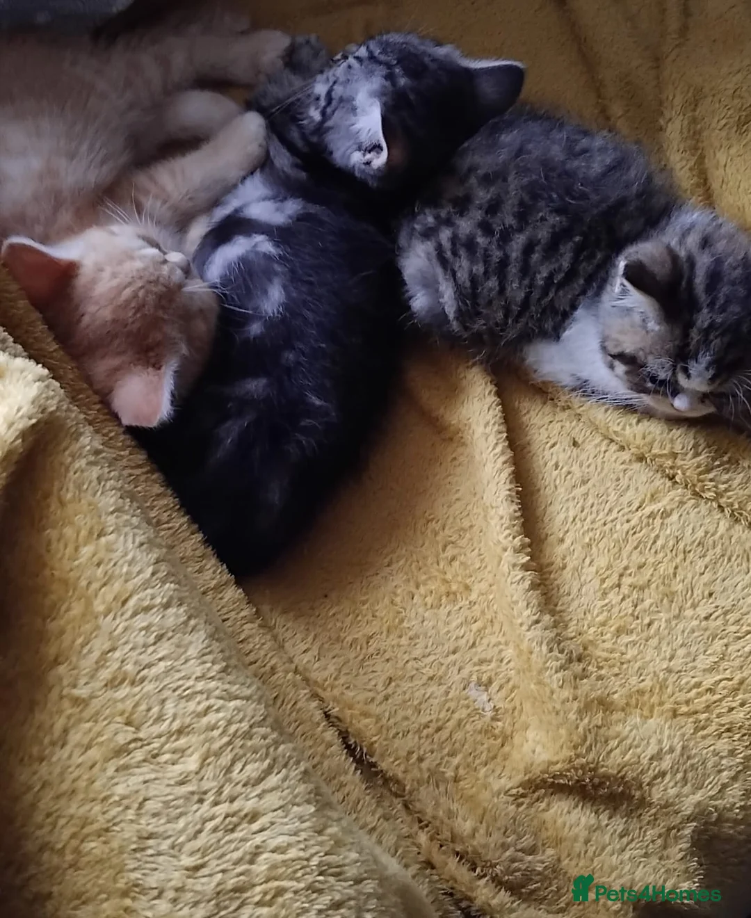 Exotic cats for sale: Beautiful kittens - Advert 6