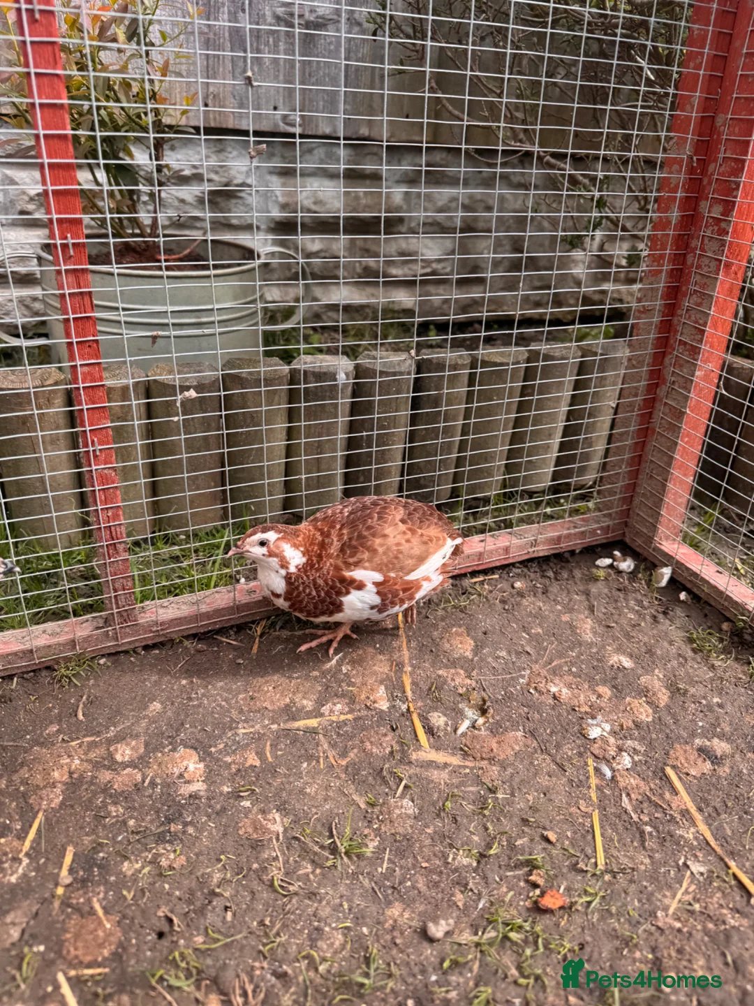 Quail poultry for sale: 3 Male Coturnix Quail - 1 Jumbo in Chesterfield - Advert 3