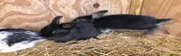 Mixed Breed rabbits for sale: Medium sized rabbitS  - Advert 3