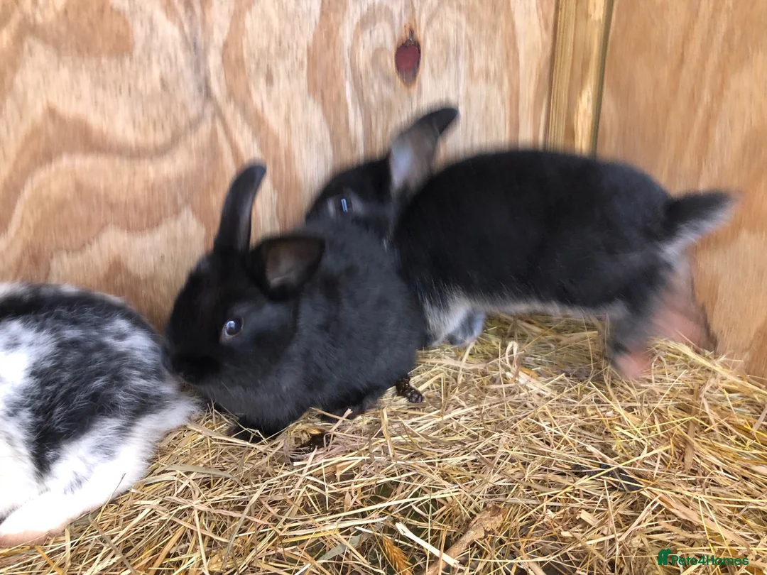 Mixed Breed rabbits for sale: Medium sized rabbitS  - Advert 3