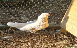 Chickens poultry for sale: Mottled Wyandottes, Le Bresse, Pita Pintas  - Image 13
