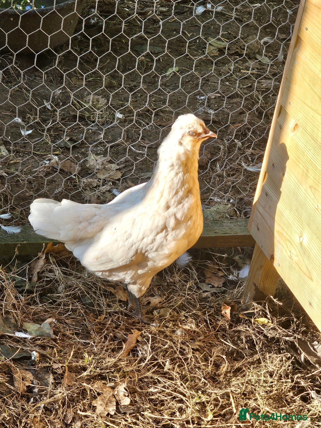 Chickens poultry for sale: Mottled Wyandottes, Le Bresse, Pita Pintas  - Image 13
