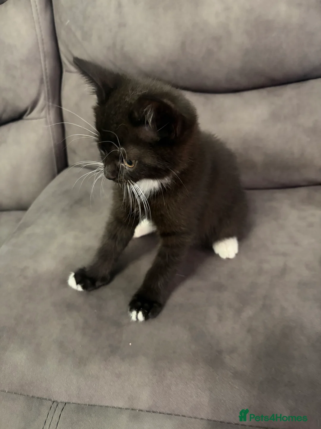 Mixed Breed cats for sale: British Shorthair Kittens - Advert 2