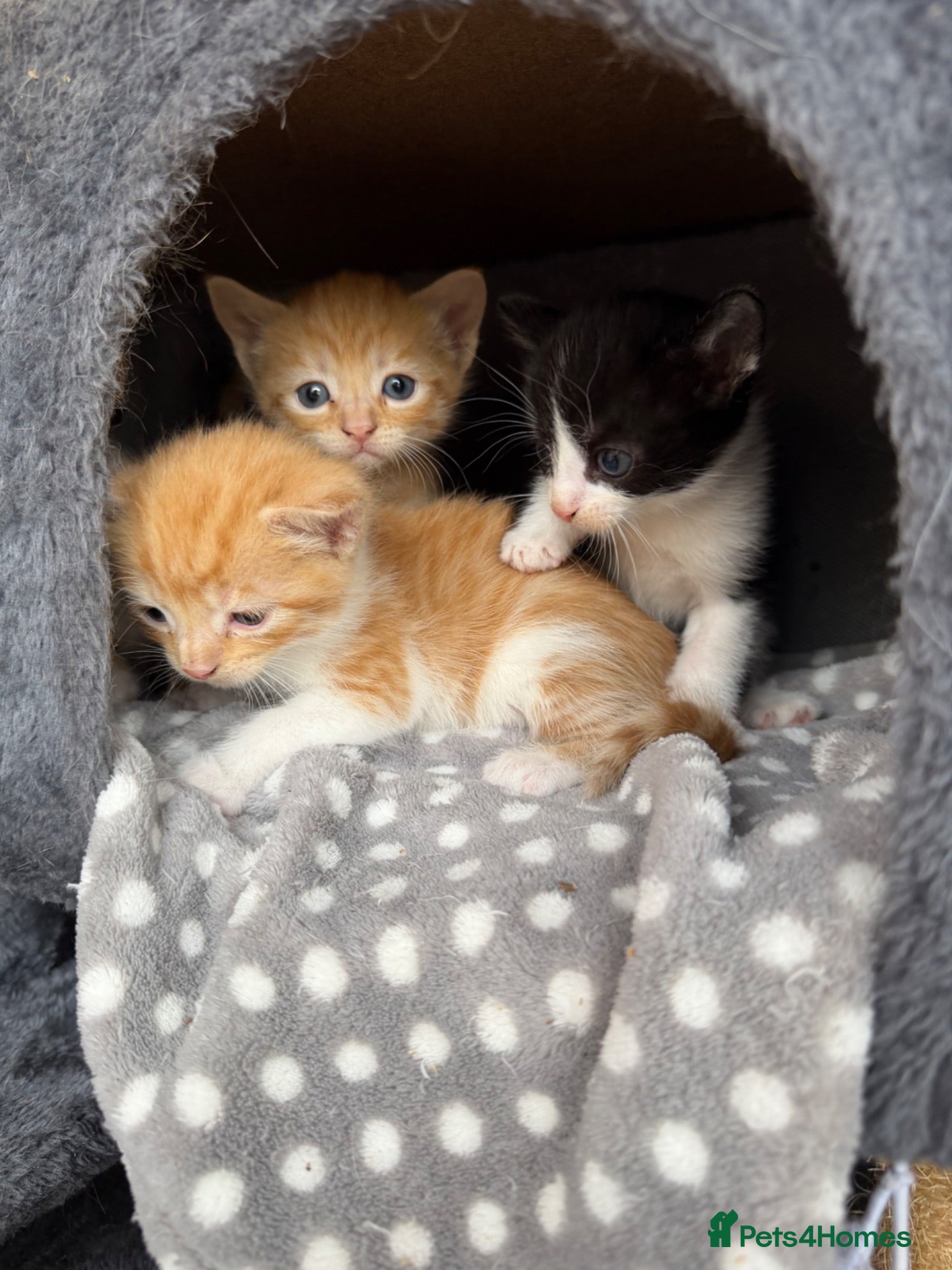 Domestic Shorthair cats Kittens for sale (including ginger females!) - Advert 4