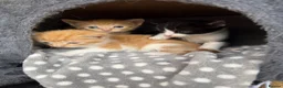 Domestic Shorthair cats for sale: Kittens for sale (including ginger females!) - Advert 1