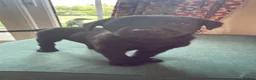 Labrador Retriever dogs for sale: Two left. Beautiful Black Labrador pups.  - Advert 15