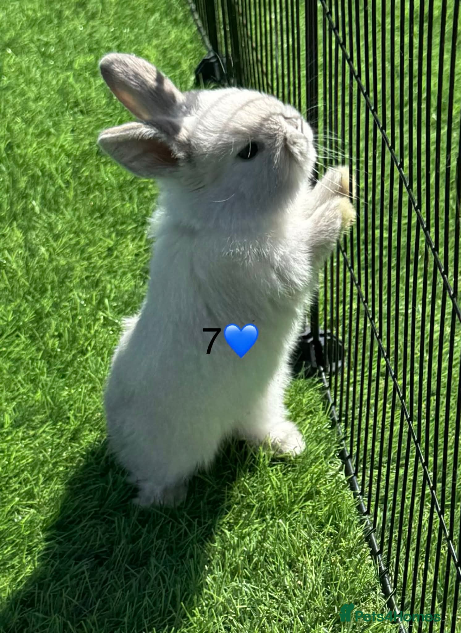 Mini Lop rabbits Mini lops - Advert 6