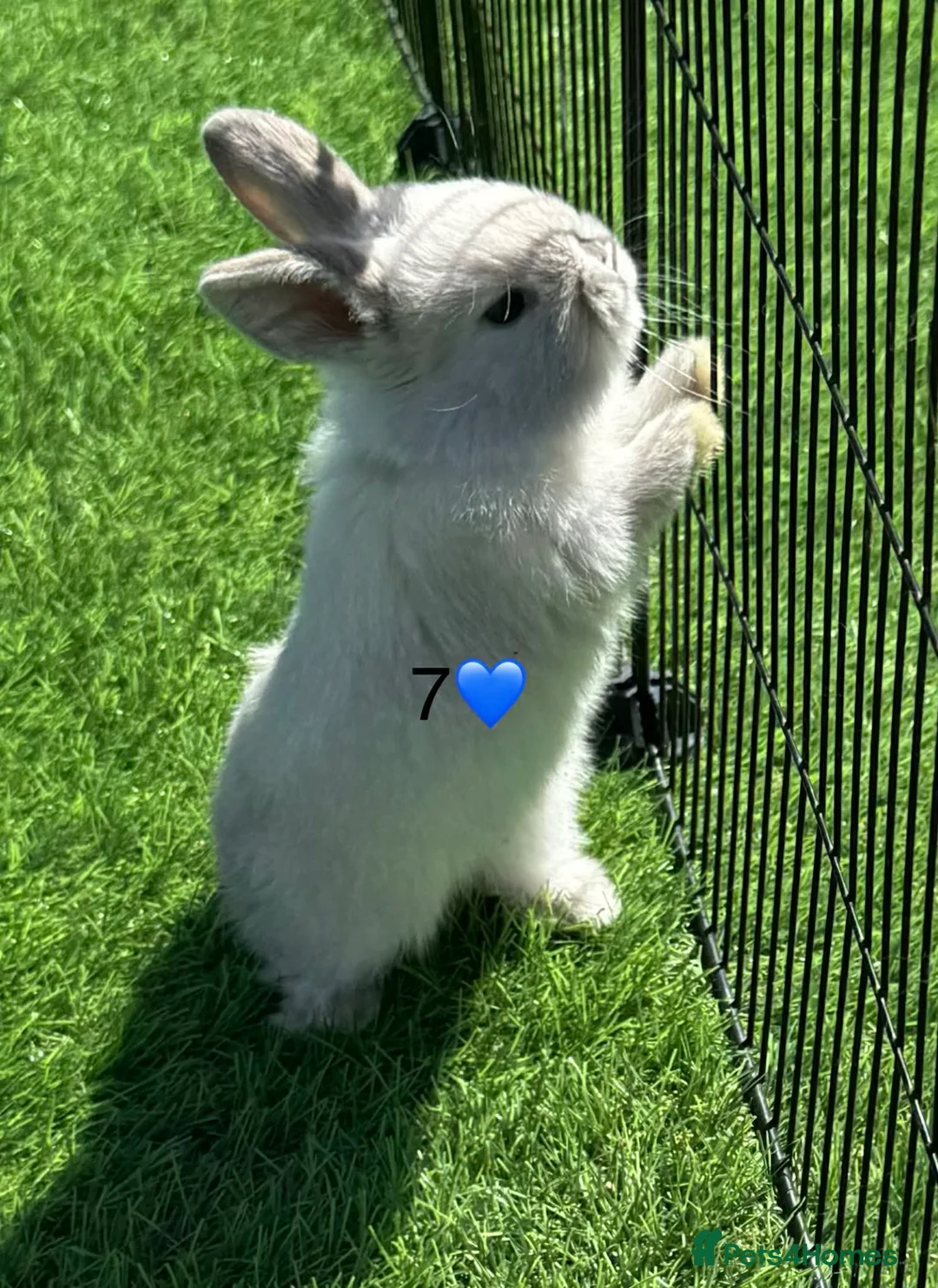 Mini Lop rabbits for sale: Mini lops - Advert 1