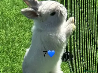 Mini Lop rabbits Mini lops - Advert 2