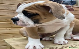 Alapaha Blue Blood Bulldog dogs for sale: Beautiful Alapaha blue bulldogs  - Image 12
