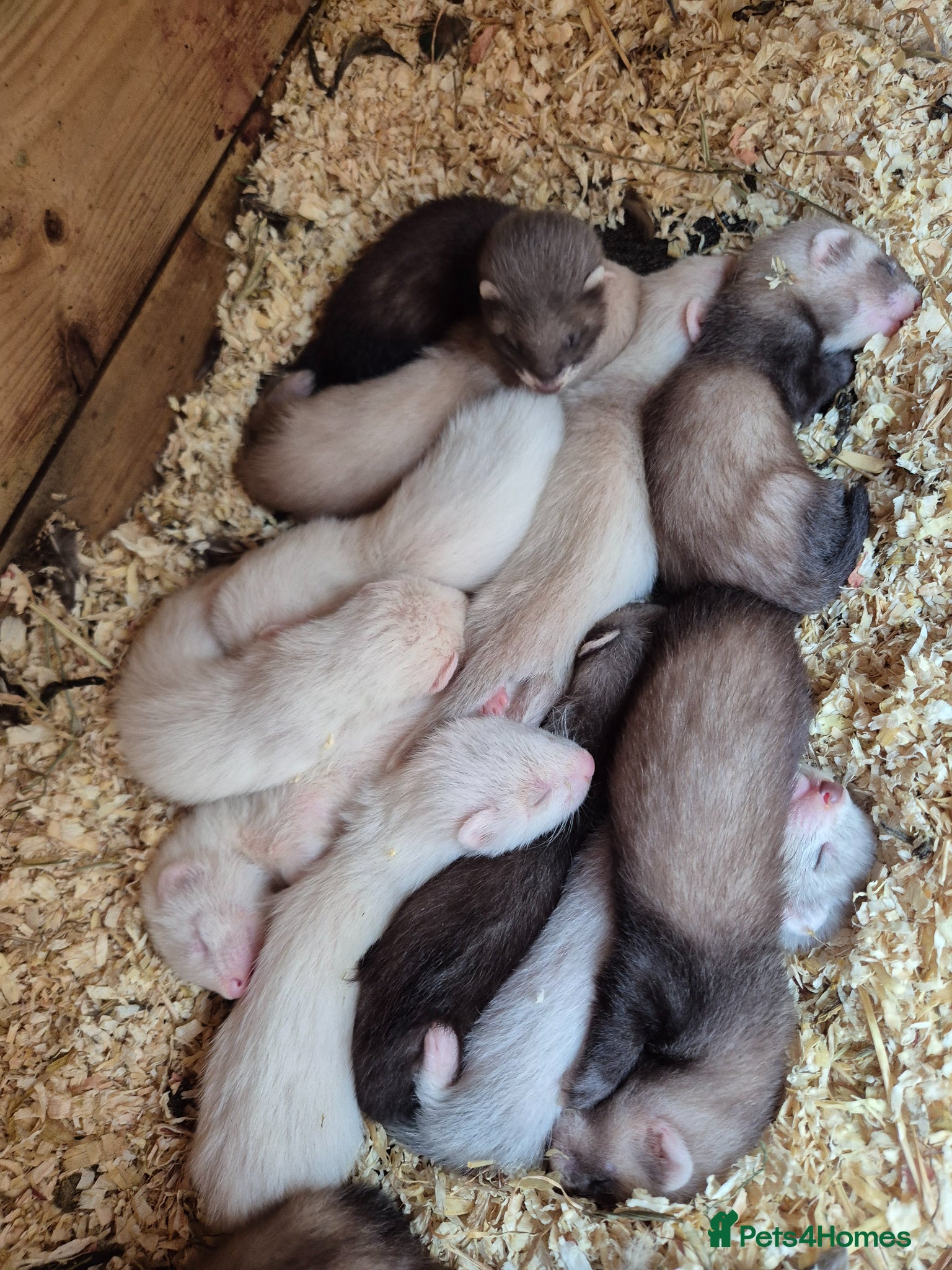 Ferret rodents Baby ferrets  - Advert 1