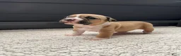 Olde English Bulldogge dogs for sale: Champion, Health Tested Parents, OEB puppies in Normanton - Advert 24