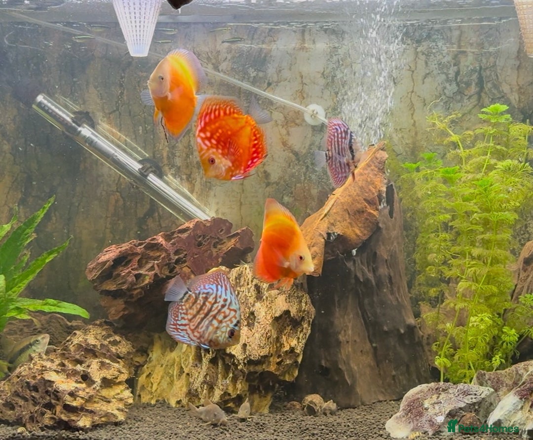 Discus fish for sale: Selling Discus £60 each or all 5 for £200 - Advert 1