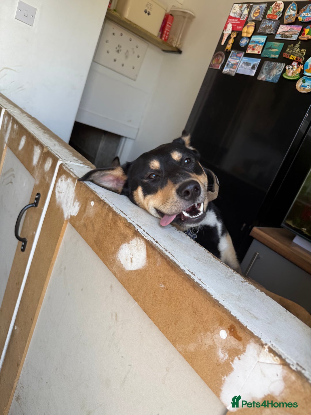 Mixed Breed dogs for sale: Our beautiful boy Koda💙 - Advert 15