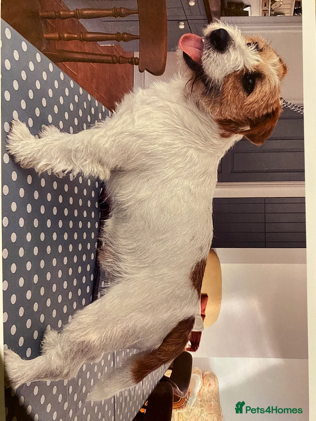 Jack Russell dogs for sale: Rough coated Jack Russels  - Advert 2