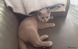 British Shorthair cats for sale: GCcf  boy BSH price reduced  - Image 9