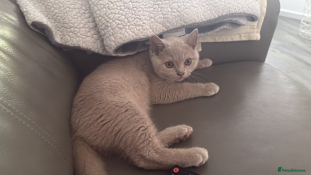 British Shorthair cats for sale: GCcf  boy BSH price reduced  - Image 9
