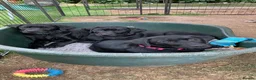 Labrador Retriever dogs for sale: Ready to leave, KC registered Labrador pups. in Brampton - Advert 4