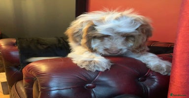 Cockapoo dogs Adorable F1 puppies  - Advert 1