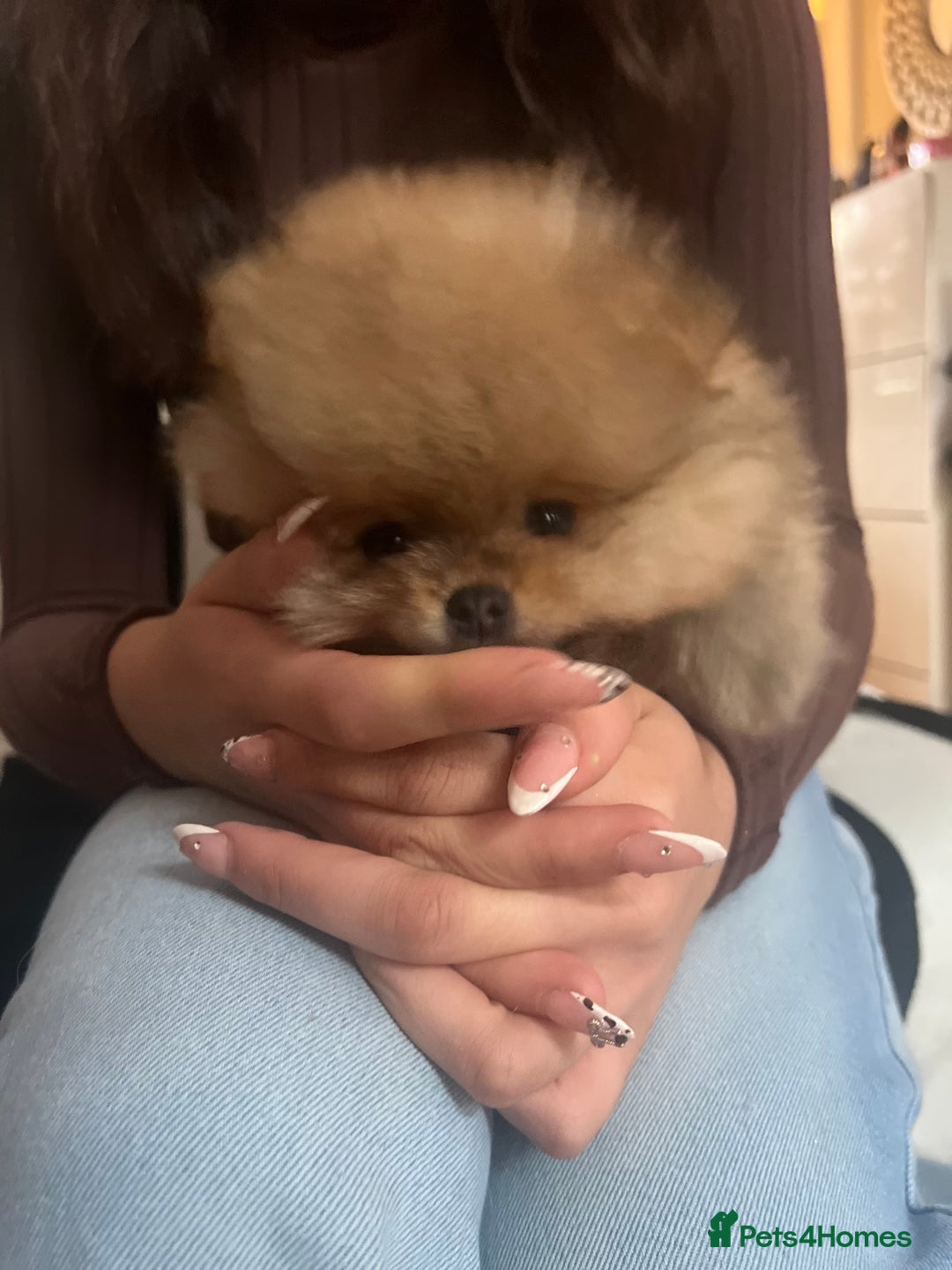 Pomeranian dogs for sale: Pomeranian 2 boy and 1 girl for sale KC reg - Image 11