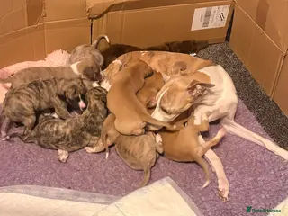 Whippet dogs KC whippet puppies - Advert 4