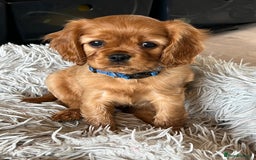Cavalier King Charles Spaniel dogs for sale: Beautiful KC reg ruby puppies, home reared - Advert 8