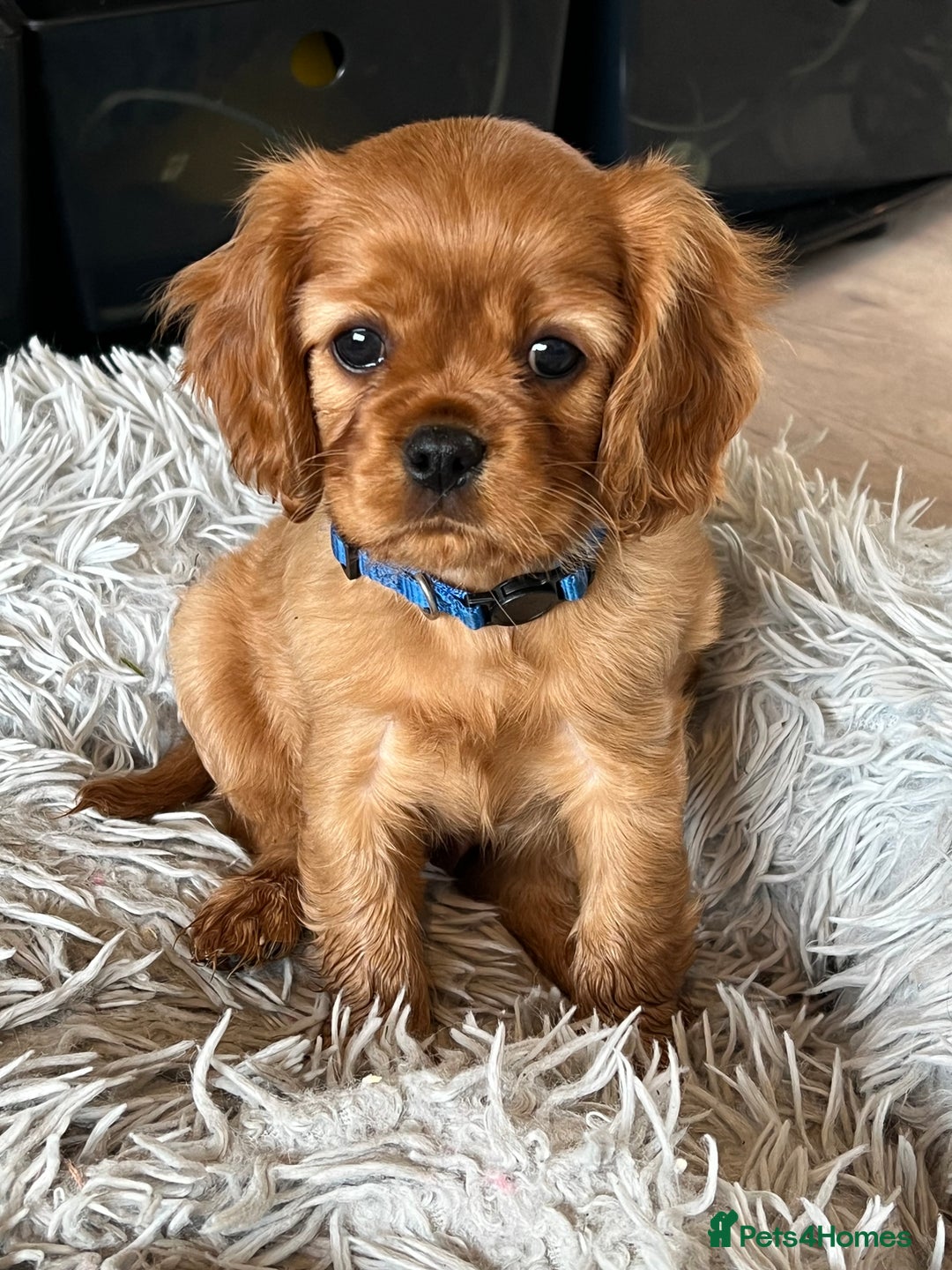 Cavalier King Charles Spaniel dogs for sale: Beautiful KC reg ruby puppies, home reared - Advert 8