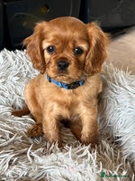 Cavalier King Charles Spaniel dogs - Advert 3