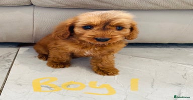 Cockapoo dogs - Advert 15