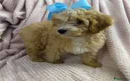 Cavapoo dogs for sale: Beautiful F1 Cavapoo boy & girl puppies - Image 17