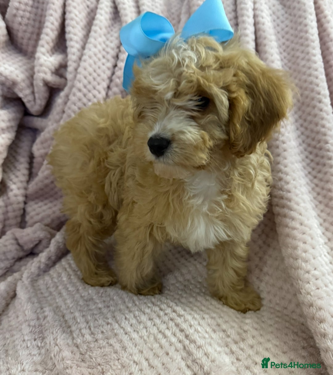 Cavapoo dogs for sale: Beautiful F1 Cavapoo boy & girl puppies - Image 17