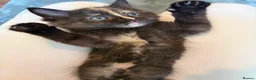 Mixed Breed cats for sale: Ragdoll cross kittens in Totnes - Advert 9