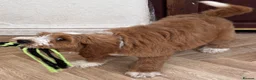 Australian Labradoodle dogs for sale: Multi-Gen Australian Labradoodle Puppies - Advert 31