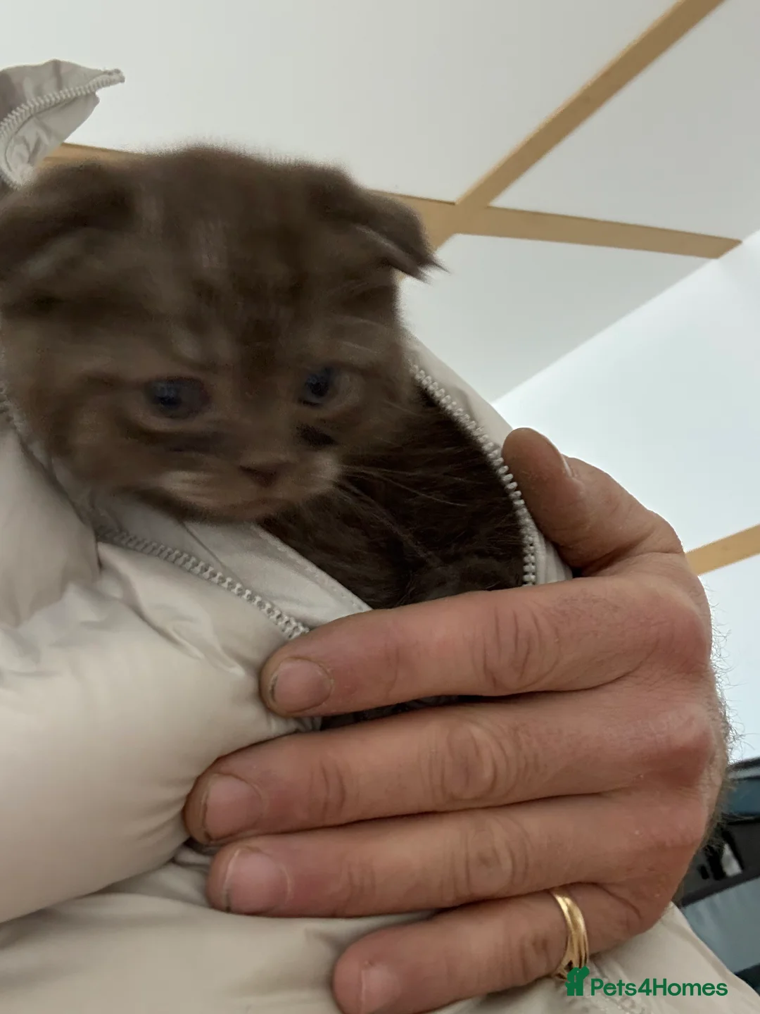 Scottish Fold cats for sale: Stunning BSH X Fold choc Boy  - Advert 10