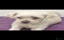 Mixed Breed dogs for adoption: SPARKLE 6KG FEMALE SMALL BREED  - Advert 6