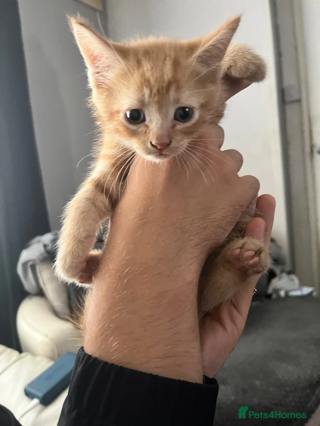 Mixed Breed cats for sale: Mixed breed ginger boy with Bengal style patterns  - Advert 1