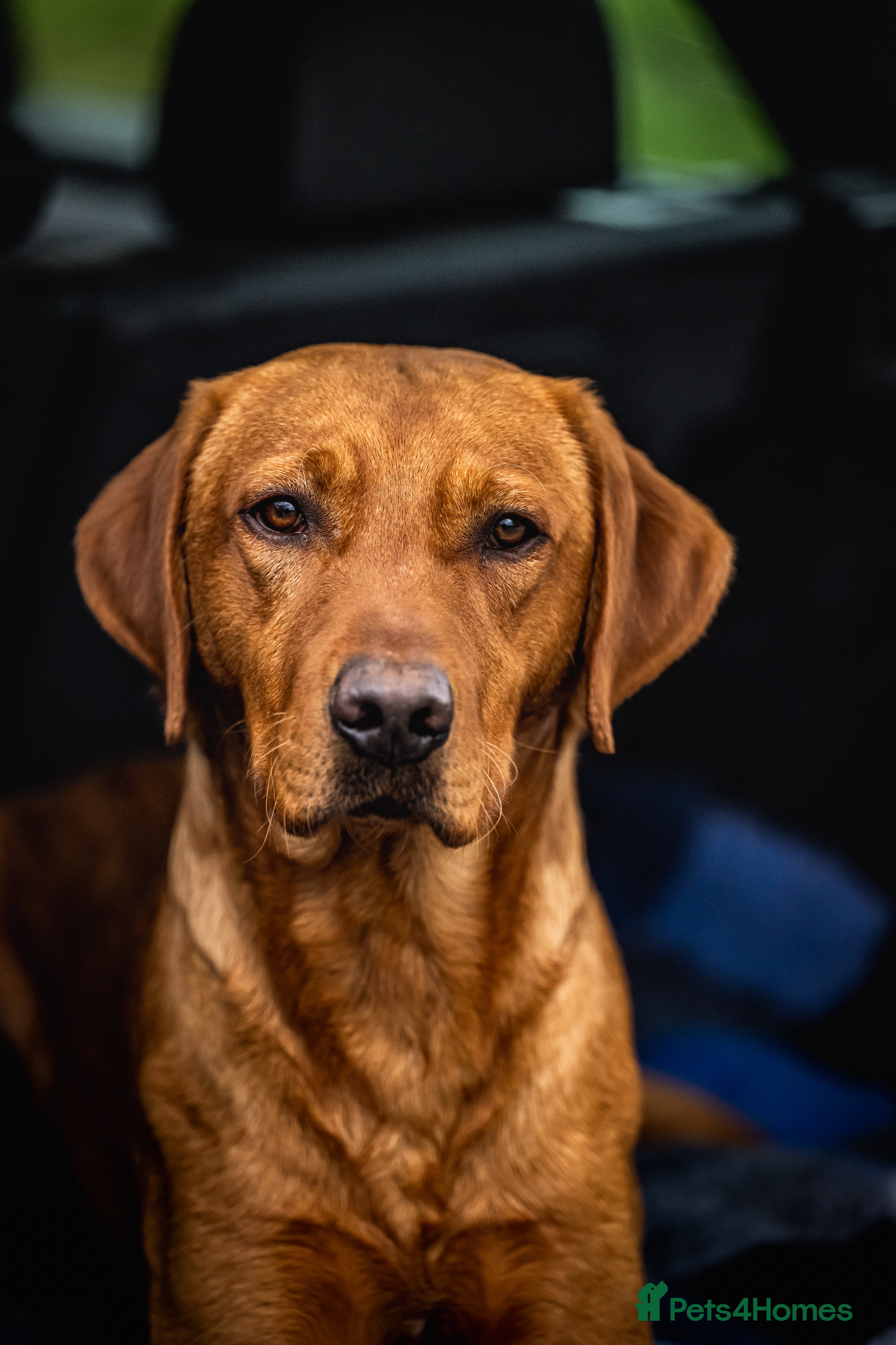 Labrador Retriever dogs Handsome Harry fully health tested  in Pershore - Advert 10
