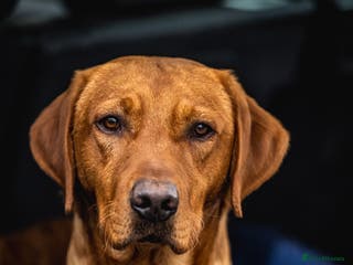 Labrador Retriever dogs Handsome Harry fully health tested in Pershore - Advert 18