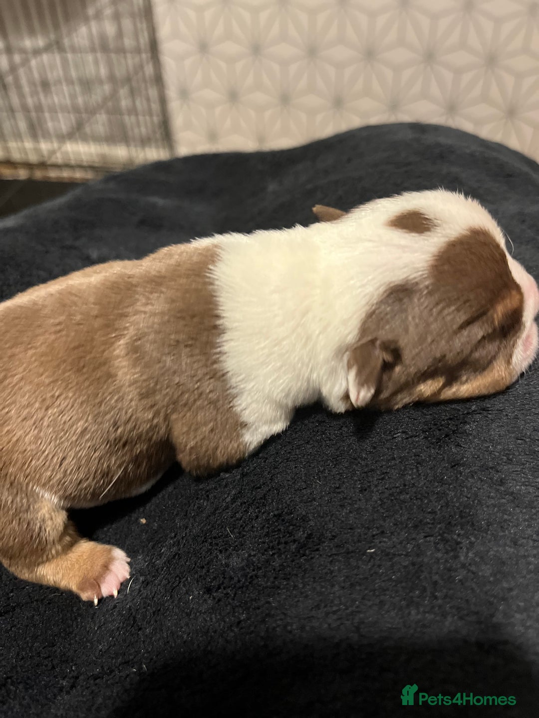 English Bulldog dogs for sale: QC puppies  - Image 22