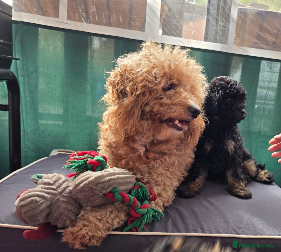 Cavapoo dogs for sale: Cavapoo puppies NEED HOME  - Image 4