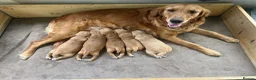 Golden Retriever dogs for sale:  beautiful litter of Golden Retriever pups  - Advert 3