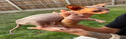 Sphynx cats for sale: Price reduced Tica registered Sphynx kitten - Advert 5