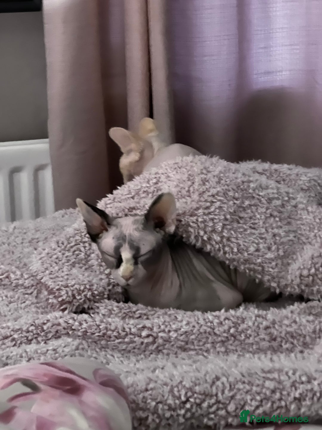 Sphynx cats for sale: 2 sphynx cats still for sale in Peterlee - Image 2