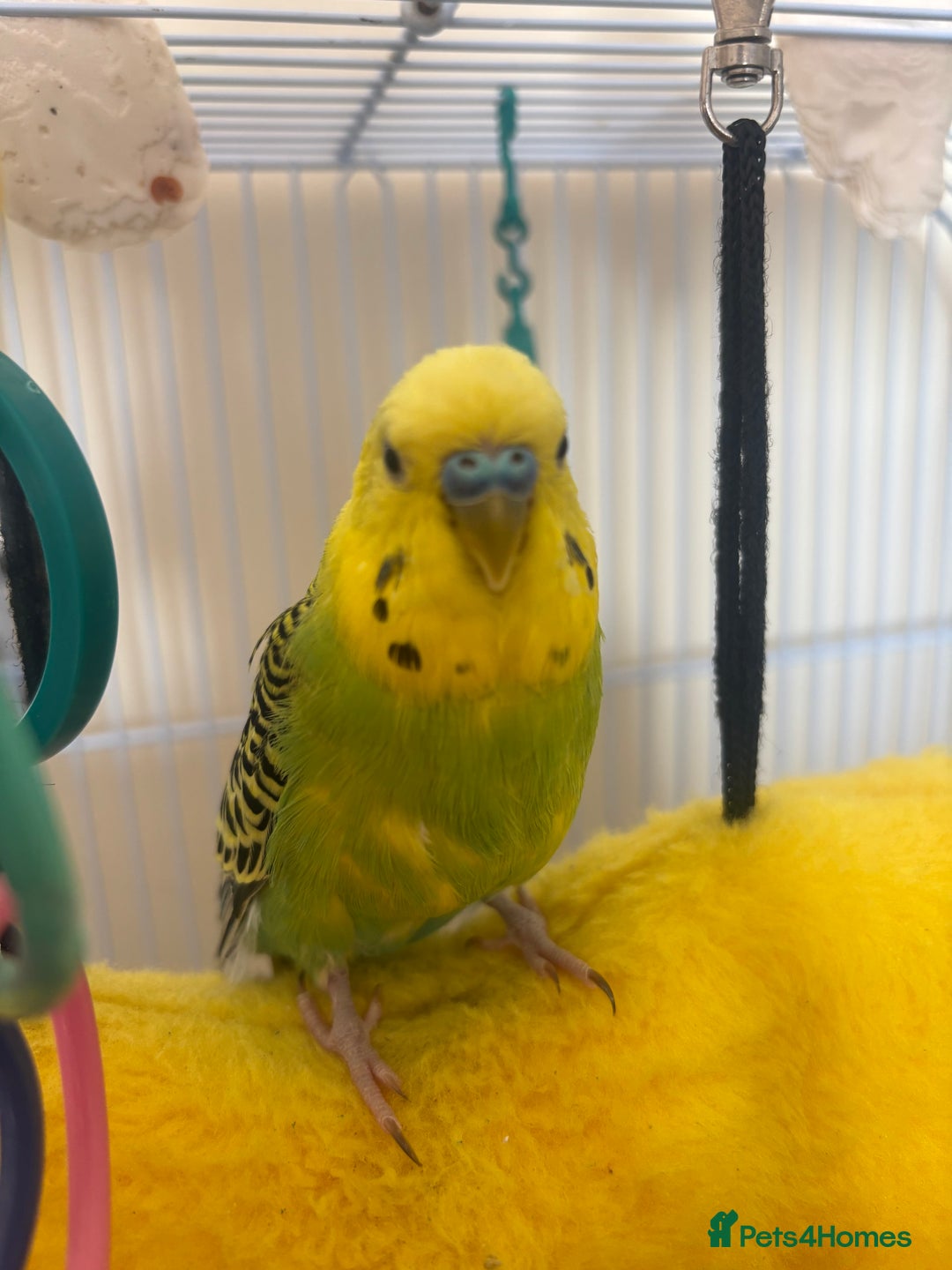 Budgerigars birds for sale: Male Budgie and cage  - Image 2