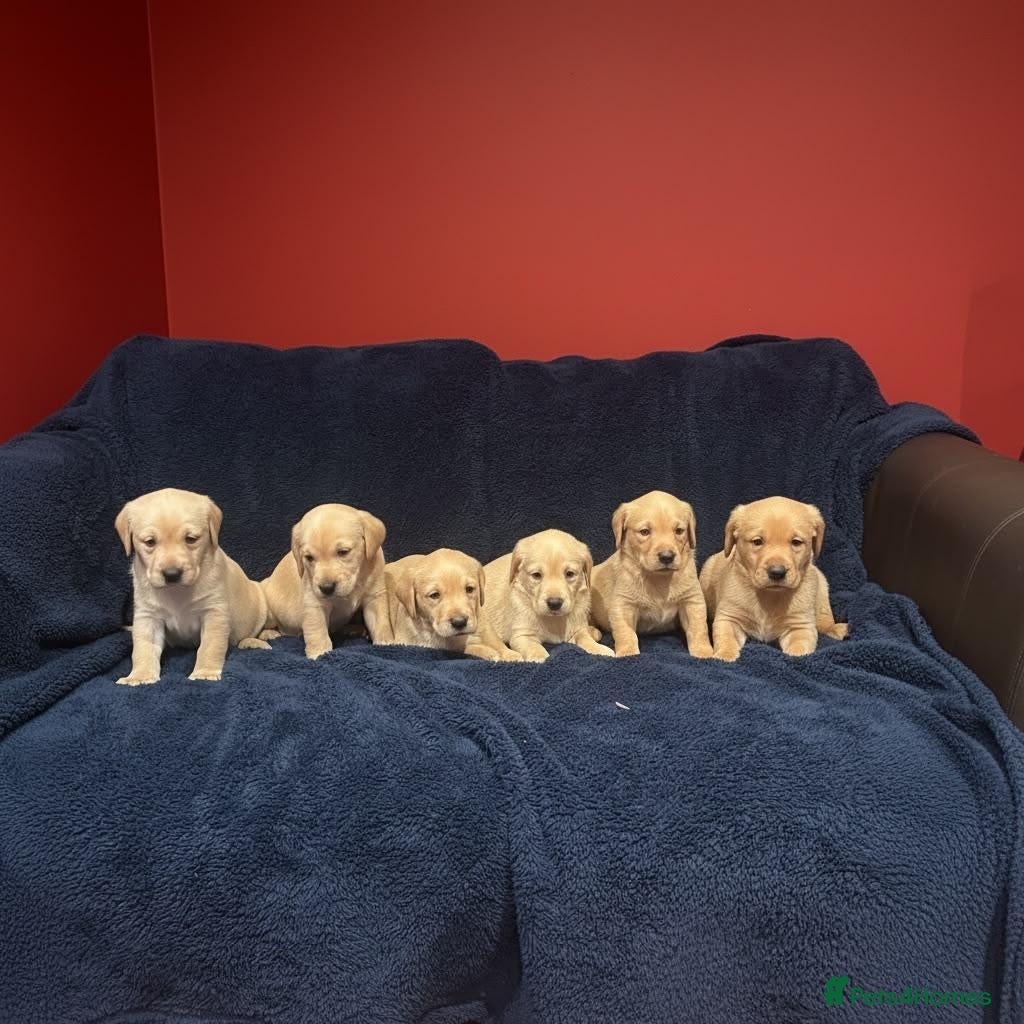 Labrador Retriever dogs Fetch labrador puppies - Advert 1