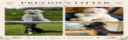 Mixed Breed dogs for sale: Golden Doodle X Pyrenees Puppies Ready next week.  - Advert 24