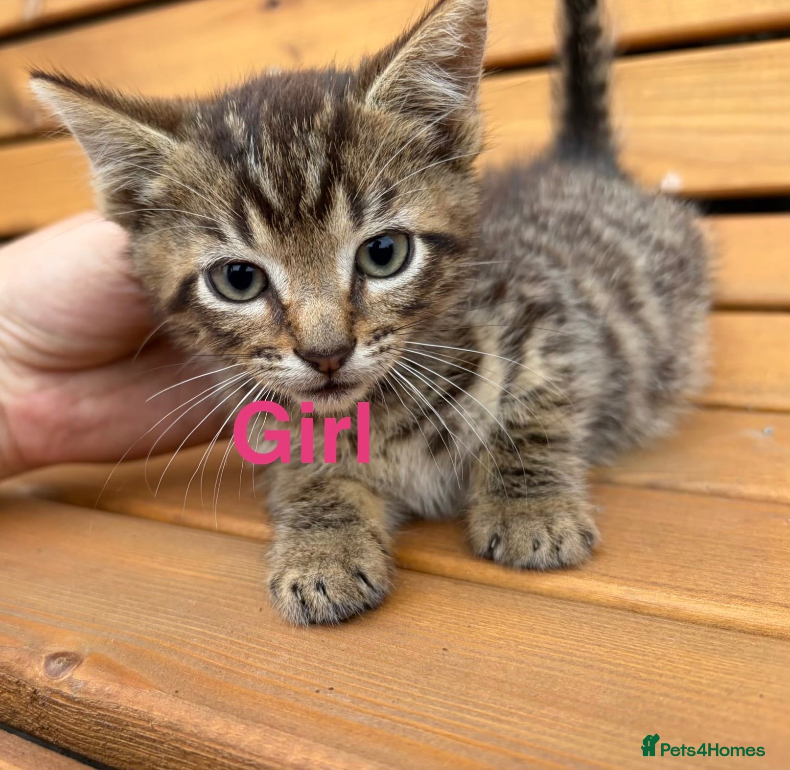 Mixed Breed cats Friendly farm kittens  - Advert 18