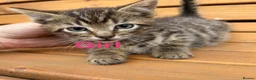Mixed Breed cats for sale: Friendly farm kittens  - Advert 2